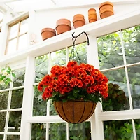 UV Resistant Orange Chrysanthemum Hanging Basket