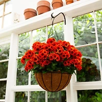 UV Resistant Orange Chrysanthemum Hanging Basket