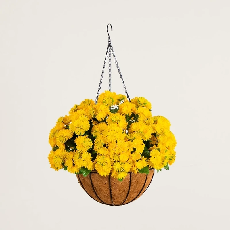 UV Resistant Yellow Chrysanthemum Hanging Basket