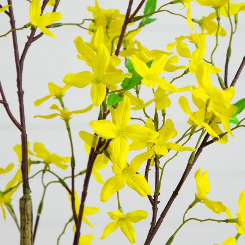 4 ft. Yellow Forsythia Tree