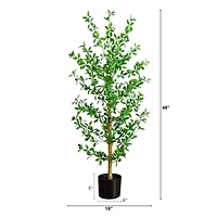 ft Shady Lady Black Olive Tree