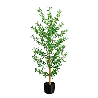 ft Shady Lady Black Olive Tree
