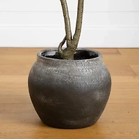 4 ft. Audrey Ficus Tree in Rustic Planter