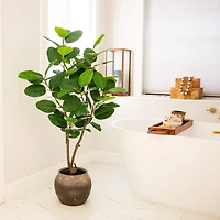 4 ft. Audrey Ficus Tree in Rustic Planter