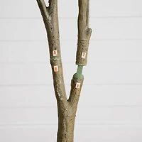 7 ft. Dogwood Tree in Nursery Planter