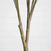 7 ft. Dogwood Tree in Nursery Planter