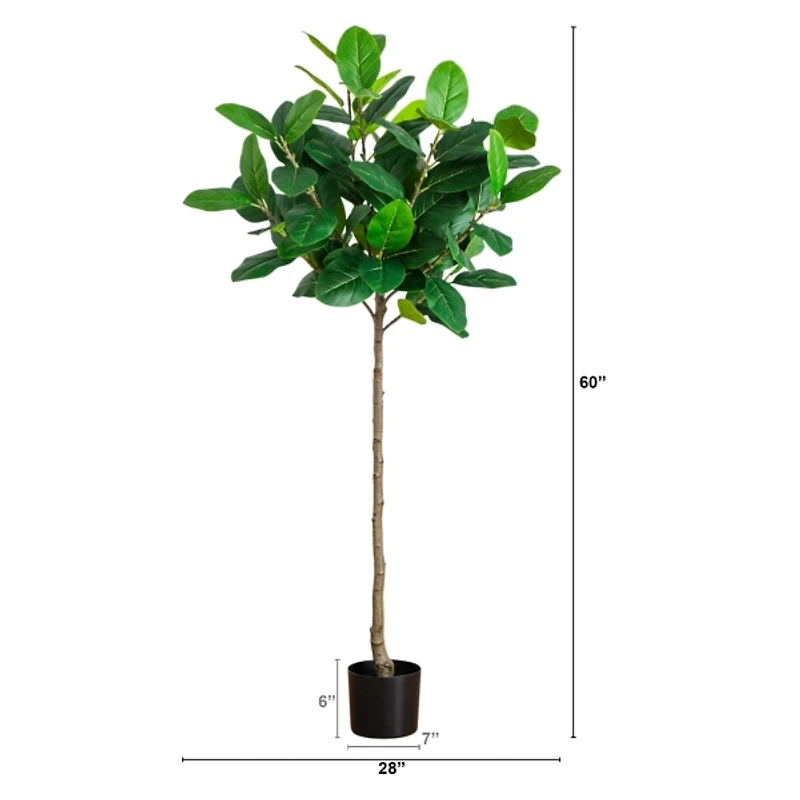 5 ft. Petite Audrey Ficus Tree