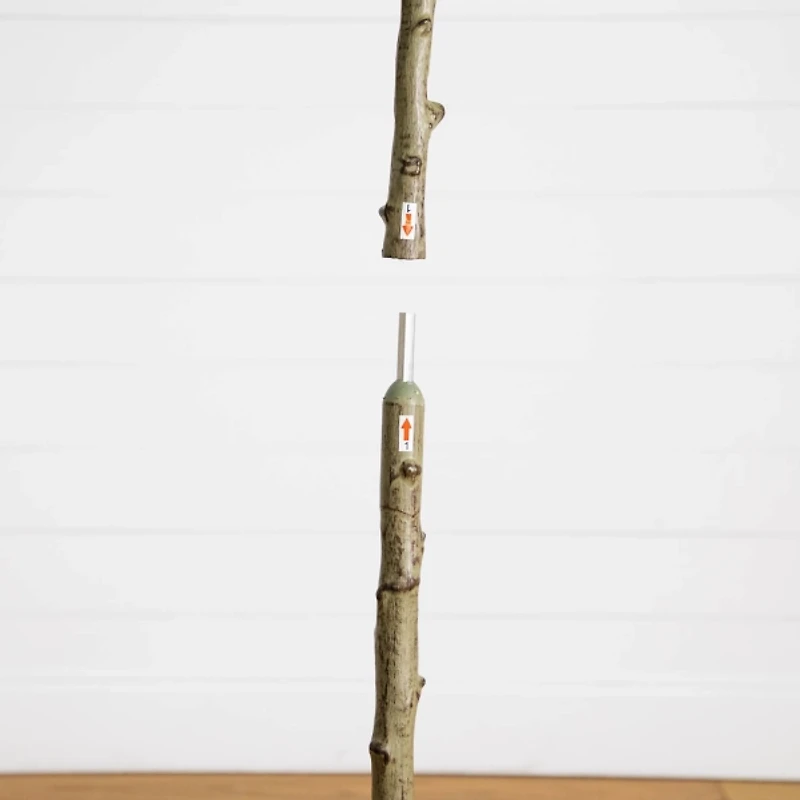 5 ft. Petite Audrey Ficus Tree