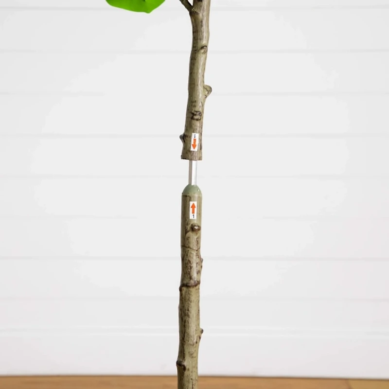 5 ft. Petite Audrey Ficus Tree