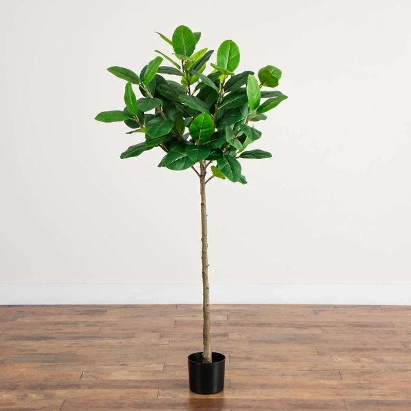 5 ft. Petite Audrey Ficus Tree