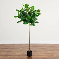5 ft. Petite Audrey Ficus Tree