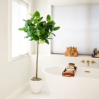 5 ft. Petite Audrey Ficus Tree