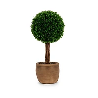Boxwood Arrangement in Neutral Vase