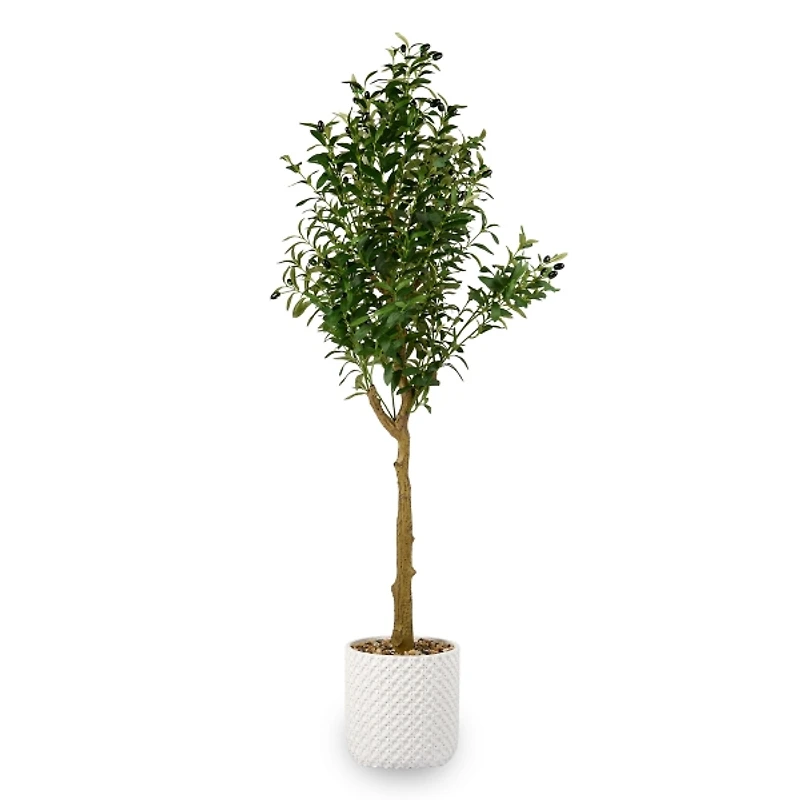 5 ft Olive Tree in White Pot
