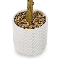 5 ft Olive Tree in White Pot