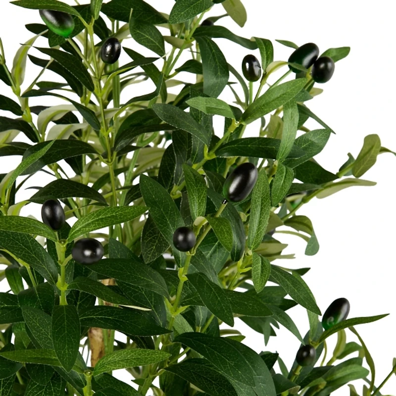 5 ft Olive Tree in White Pot