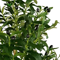 5 ft Olive Tree in White Pot