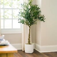 5 ft Olive Tree in White Pot