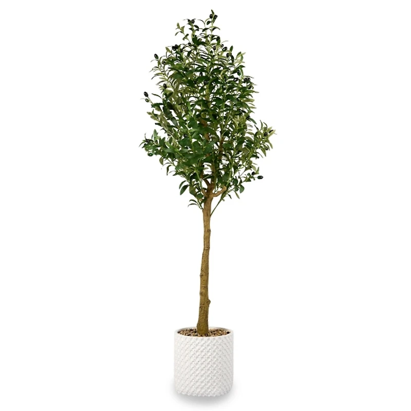 5 ft Olive Tree in White Pot