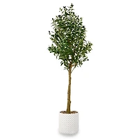 5 ft Olive Tree in White Pot
