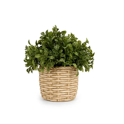 Boxwood Arrangement in Ceramic Woven Pot