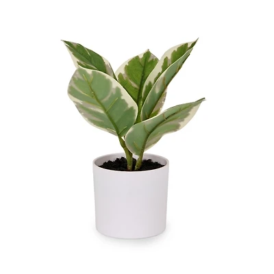 Greenery Plant in White Pot