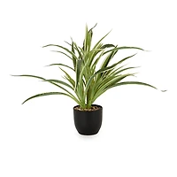 Long Stem Greenery in Black Pot