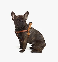 Pet Harness in Visetos