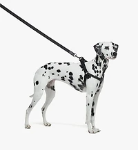 Pet Leash Visetos