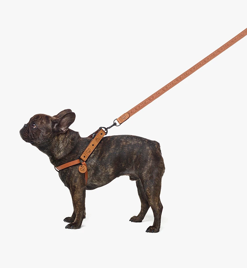 Pet Leash Visetos