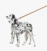 Pet Leash Visetos