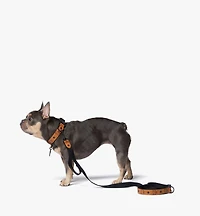 Pet Collar and Crossbody Leash in Visetos