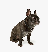 Pet Collar in Monogram Print Leather