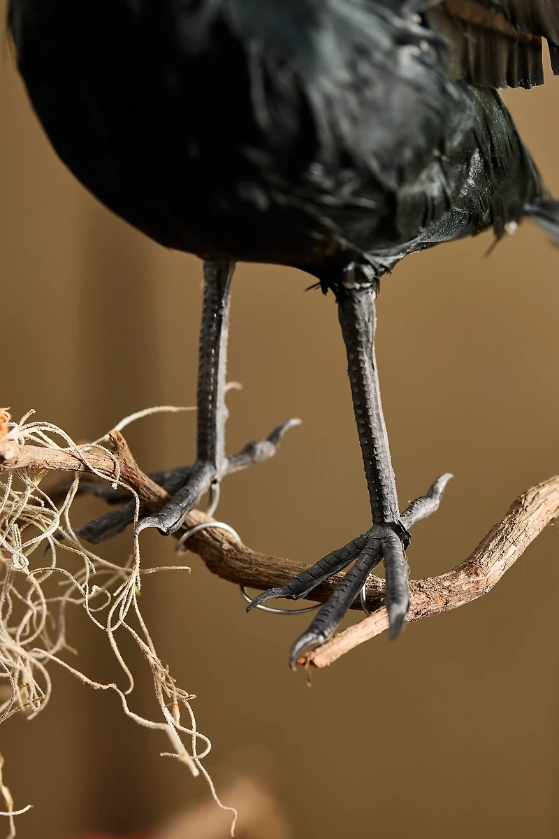 Feathered Crow Decorative Object
