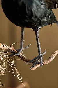 Feathered Crow Decorative Object