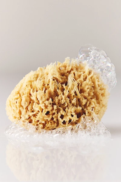 Baudelaire Large Wool Sponge