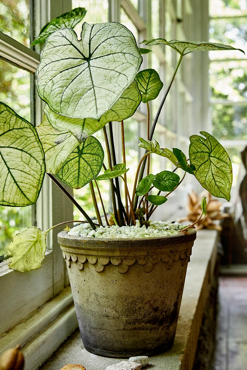 Bergs Copenhagen Terracotta Pot + Saucer Set