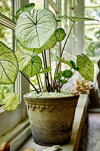 Bergs Copenhagen Terracotta Pot + Saucer Set