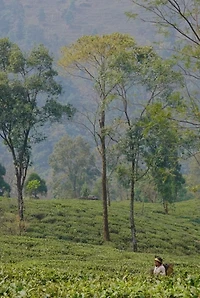 Alaya Tea Organic Darjeeling Second Flush Loose Leaf Tea