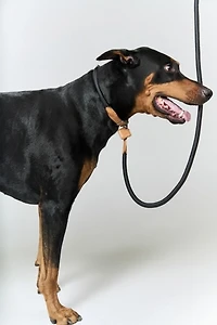 Boo Oh Ray Collar