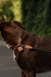 Boo Oh Ray Collar