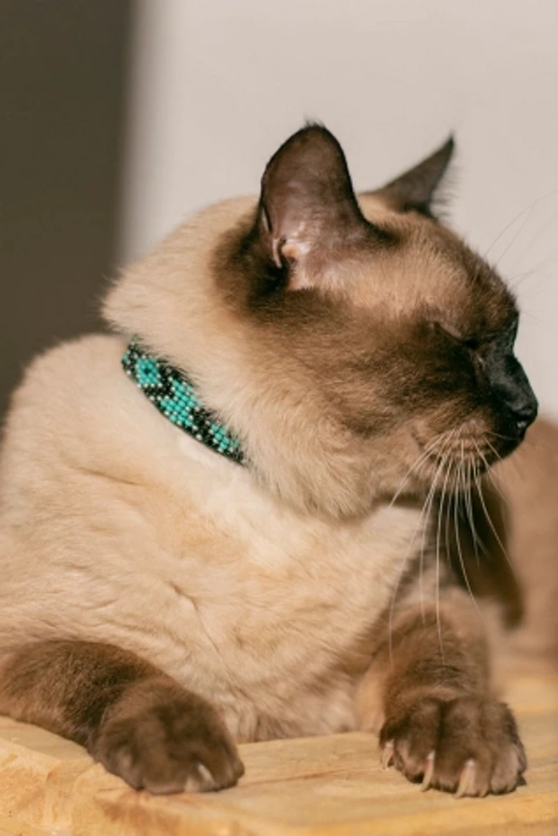 Sambboho Saint Barth Cat Collar
