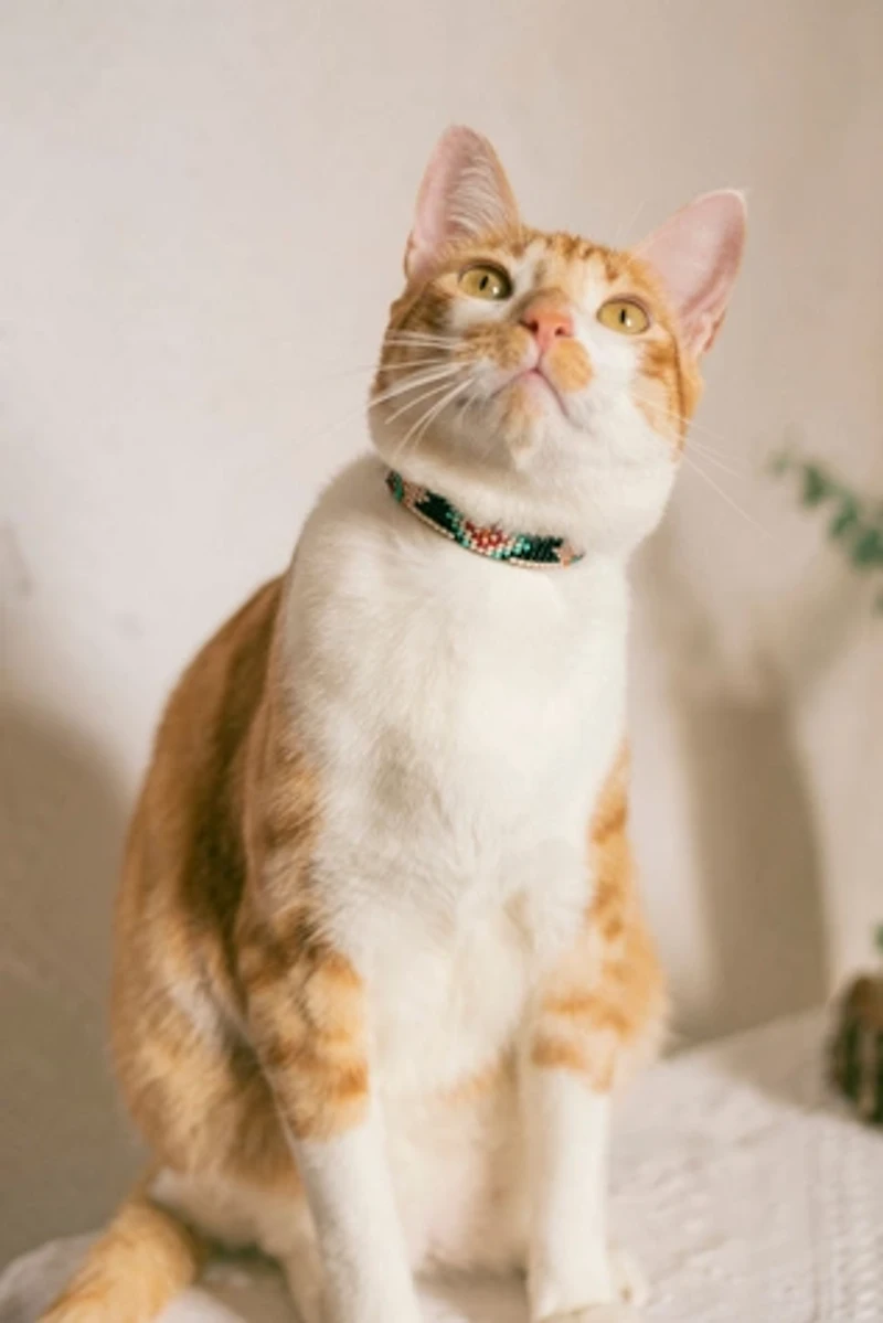 Sambboho Phoenix Cat Collar