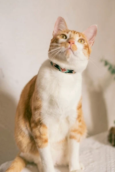 Sambboho Phoenix Cat Collar