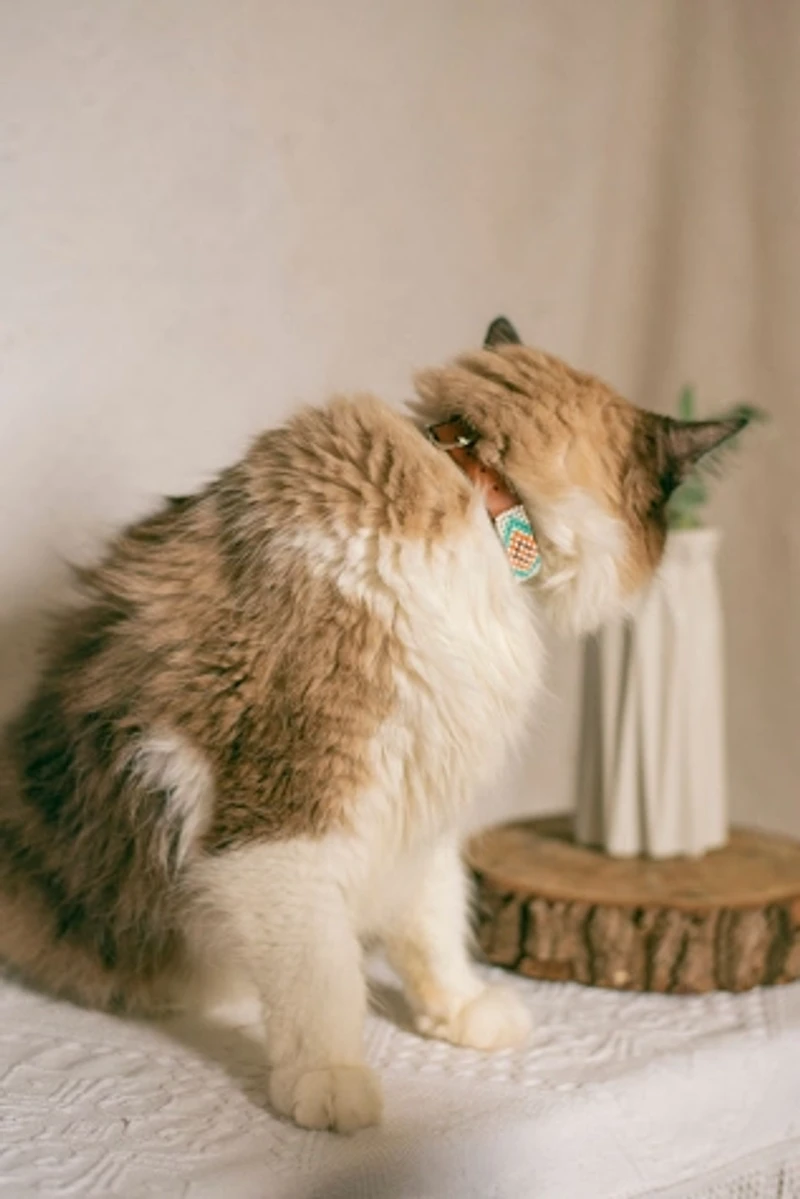 Sambboho Aztec Cat Collar