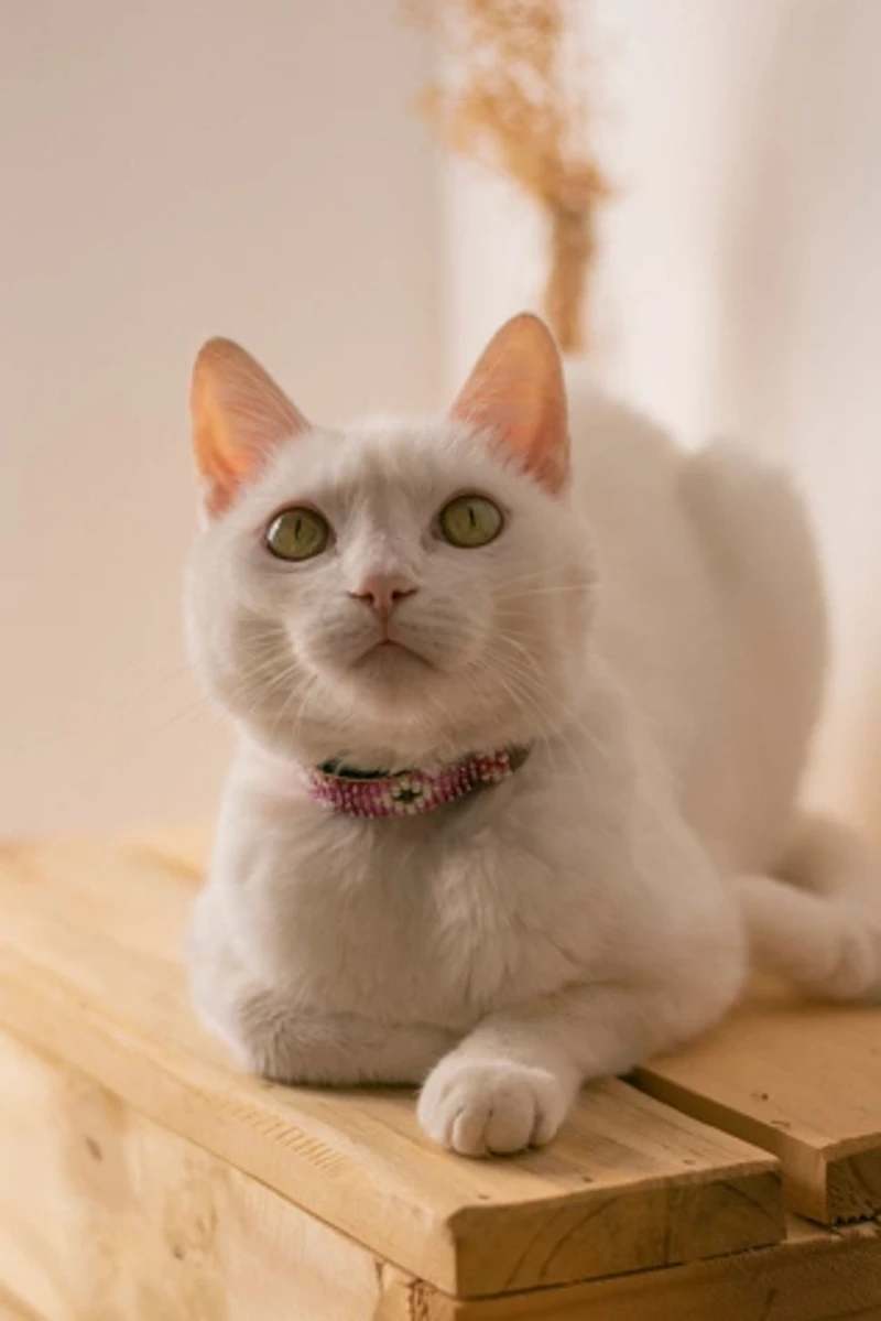 Sambboho Melrose Cat Collar