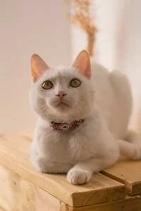Sambboho Melrose Cat Collar