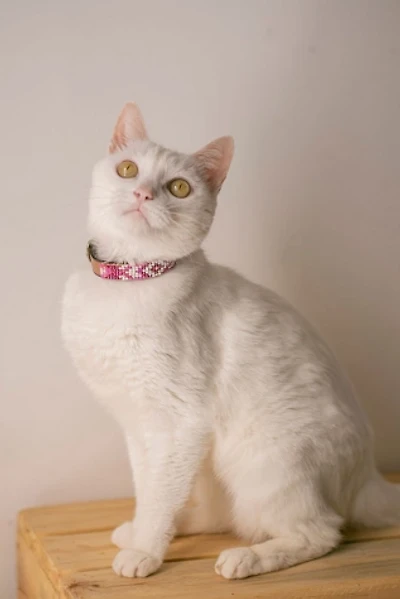 Sambboho Melrose Cat Collar