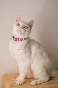 Sambboho Melrose Cat Collar
