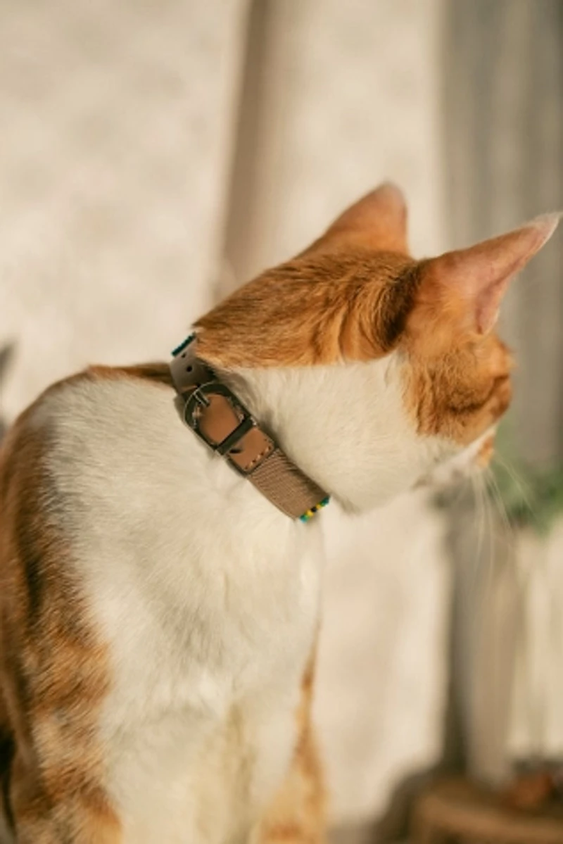 Sambboho Blue Vogue Cat Collar
